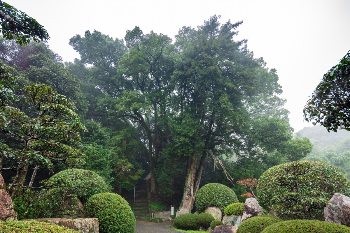 写真04：Japanese nutmeg (foreground) and camphor trees flanking the promenade