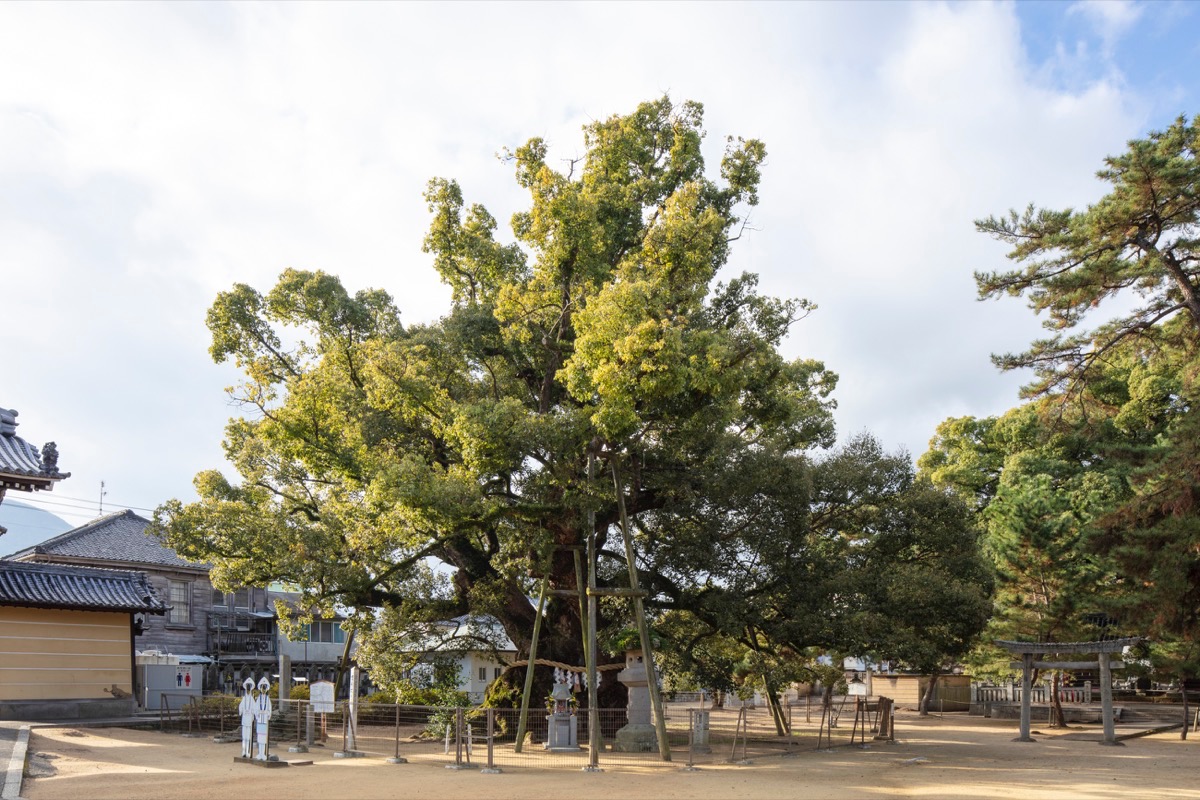 写真05：젠쓰지 경내에 있는 커다란 녹나무