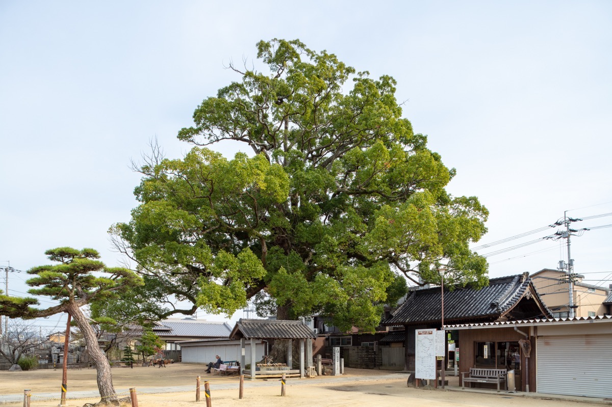 写真10：Camphor Tree within the Temple Grounds